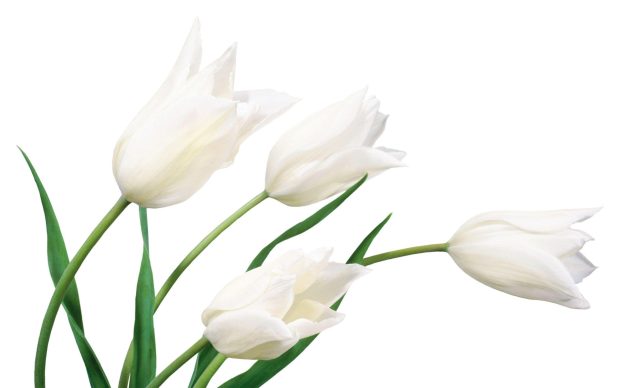 Tulips Flower HD Wallpaper 5