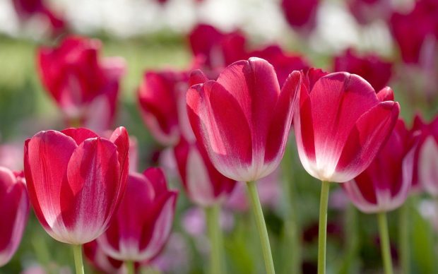 Tulips Flower HD Wallpaper 6