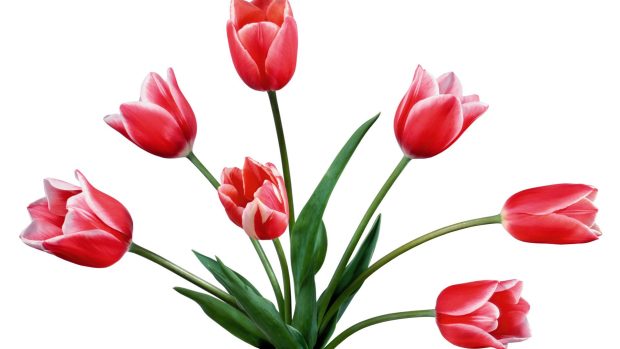 Tulips Wallpaper HD 2