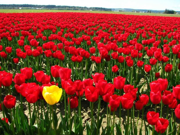 Tulips Wallpaper HD for desktop widescreen 1