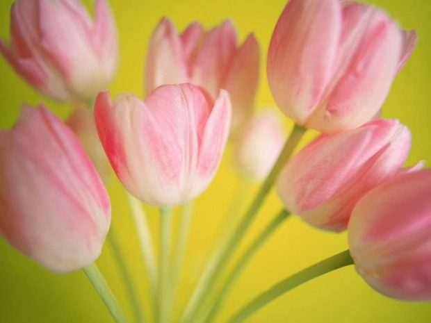 Tulips Wallpaper HD for desktop widescreen 2