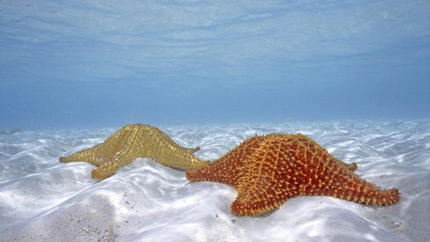 Two underwater starfish.