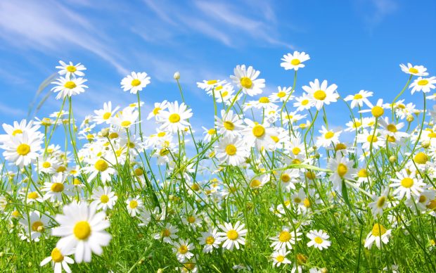 Wallpaper clipart meadow.