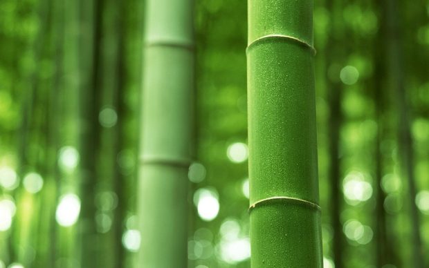 Wallpapers HD Bamboo Forest Download Free.