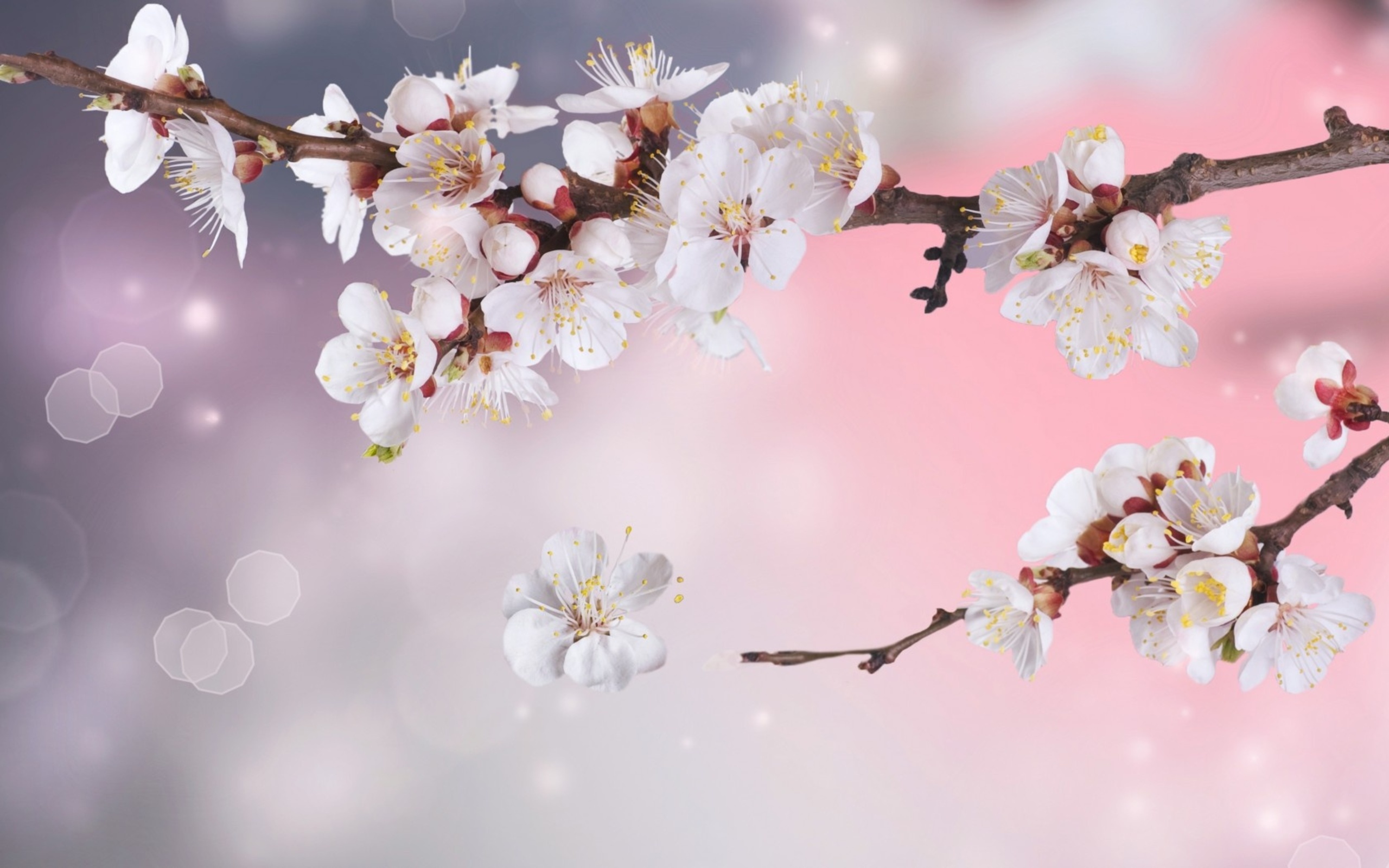 Blossom Wallpapers Hd Download Free Pixelstalk Net