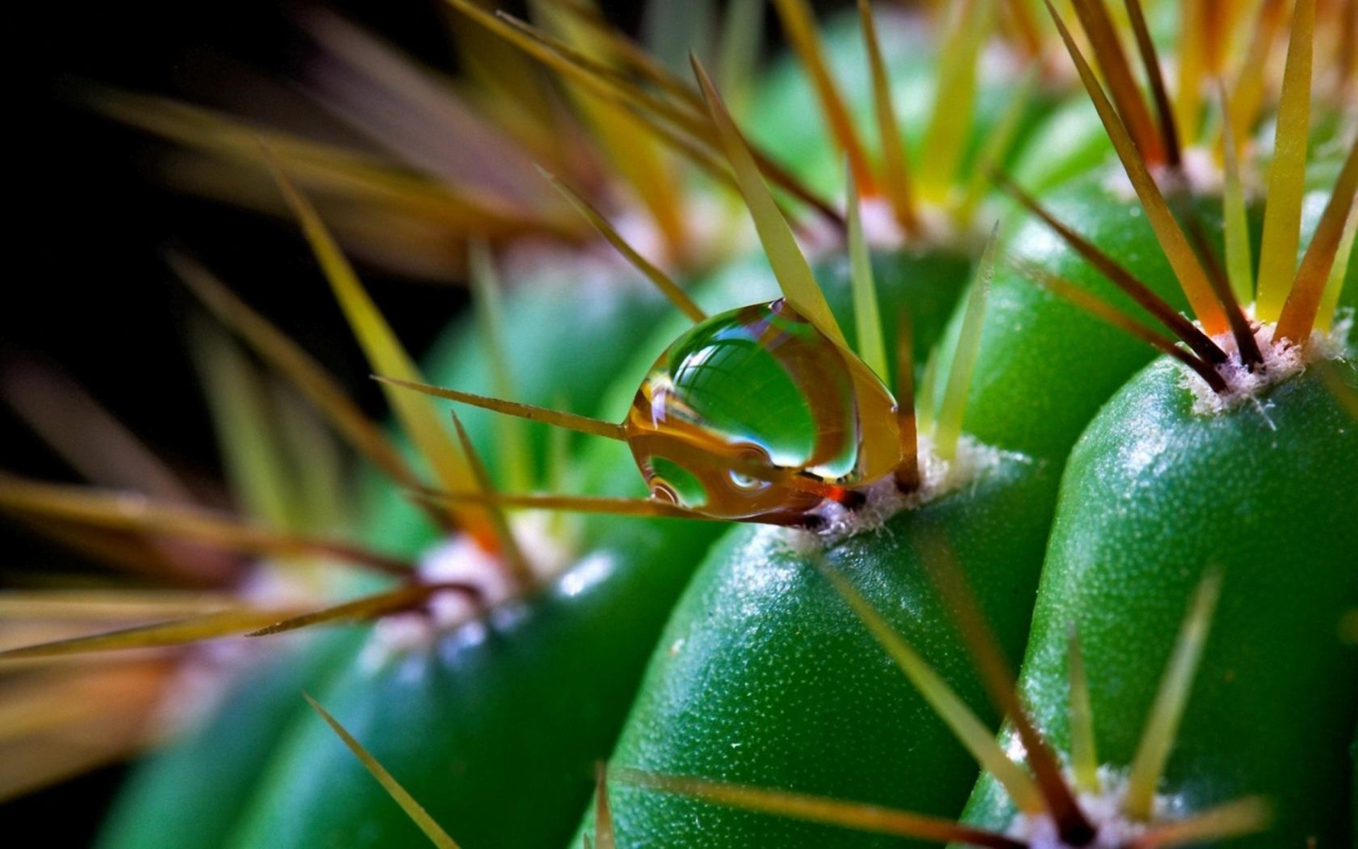 Cactus Desktop Background | PixelsTalk.Net