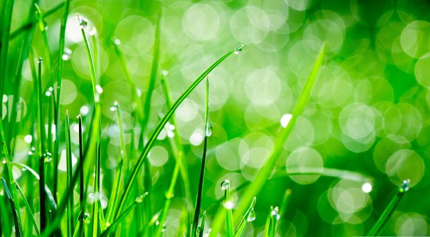 Water drops on grass wallpaper 1920x1080.
