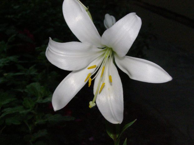 White Lily Black and White Flower Wallpaper