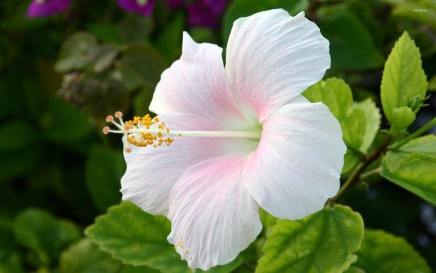 White hibiscus backgrounds 1920x1200.