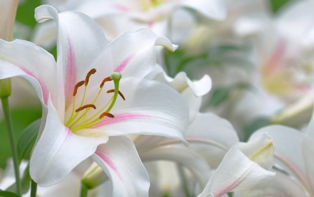 White lily flowers hd wallpapers.