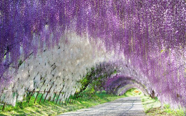 White wisteria flower wallpaper hd.