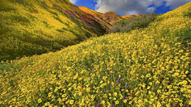 Wild Flower Backgrounds.