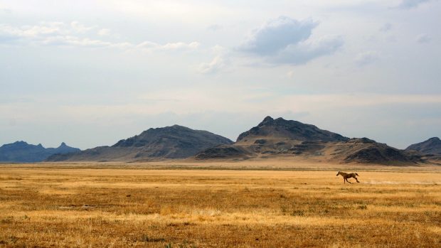 Wild Horse on the Praire Backgrounds 1920x1080.