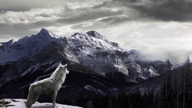 Wild Mountain Wolf Wallpapers.