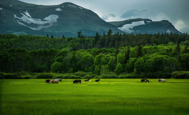 Wild horses wallpaper 1920x1200.