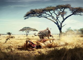 Wild lion zebra chase wide photos.