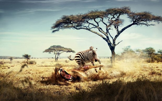 Wild lion zebra chase wide photos.