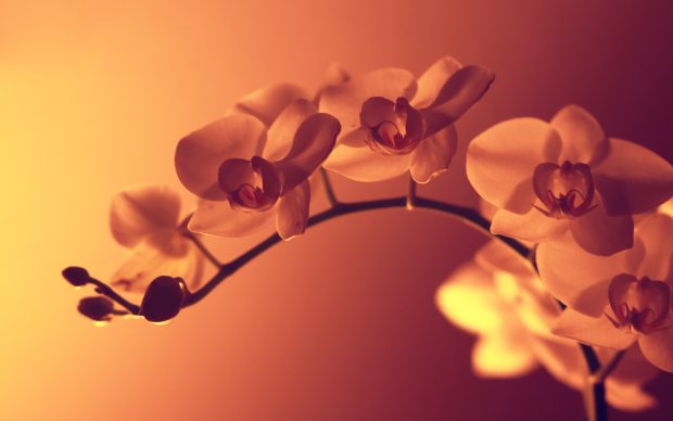 Wild orchid warm hue hd wallpaper.