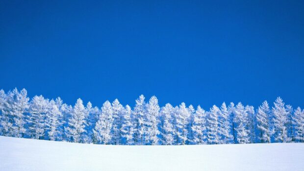 Snow-covered forest with frosted trees under a clear blue sky in winter season.