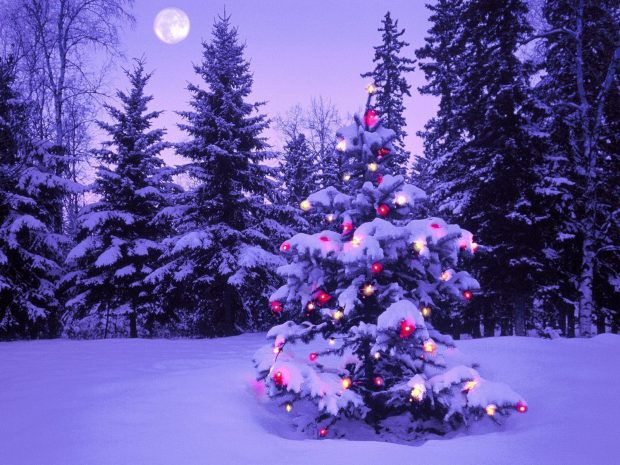 Winter Snow Tree Christmas Wallpapers.