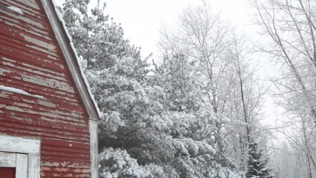 Winter woods barn trees ruin snow chicken pine outdoors birch wallpaper windows 10 1920x1080.