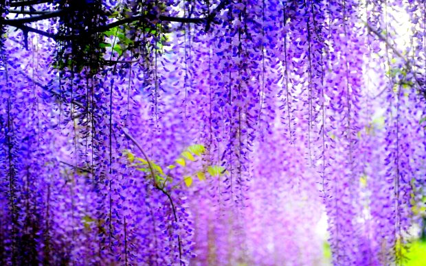 Wisteria Backgrounds.