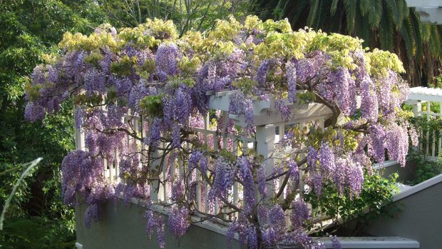 Wisteria Photos 2560x1440.