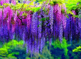 Wisteria Wallpapers HD.