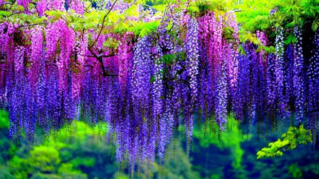 Wisteria Wallpapers HD.