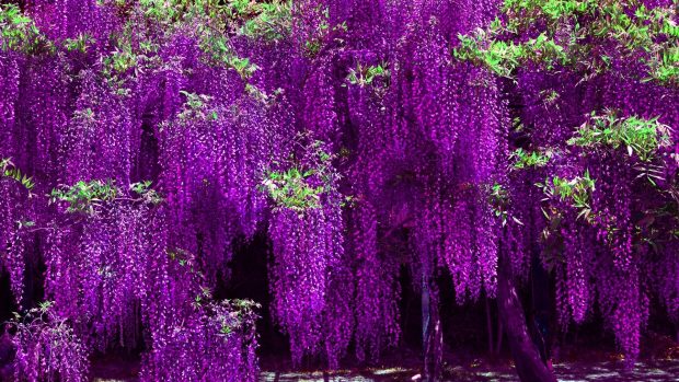 Wisteria Wallpapers HD Download.