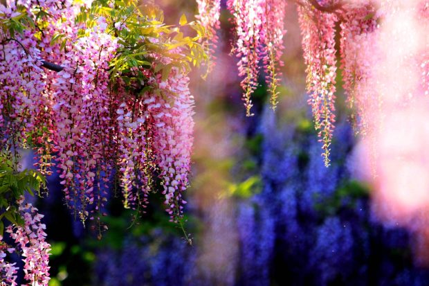 Wisteria Wallpapers HD For Desktop.