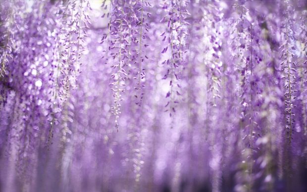 Wisteria flower wallpaper hd.