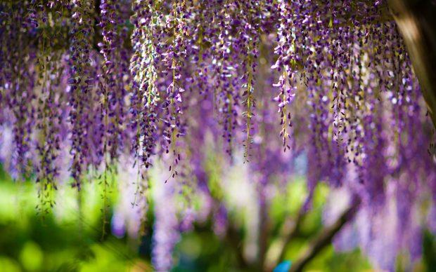 Wisteria flowers hd wallpapers.