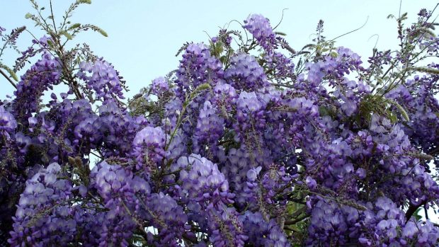 Wisteria grapes branches sky images 1920x1080.