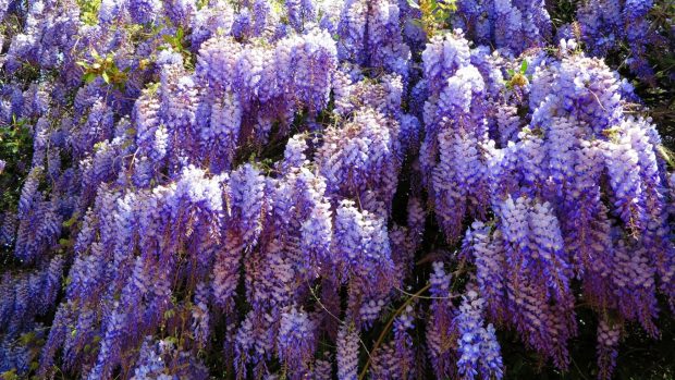 Wisteria lilac grape sky branch backgrounds 1920x1080.