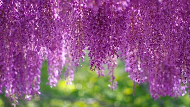 Wisteria tree 2560x1440 purple hd.