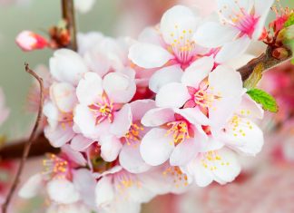 Wonderful cherry blossom wallpapers.