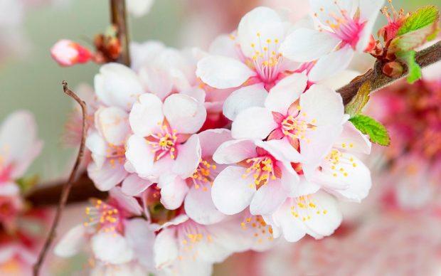 Wonderful cherry blossom wallpapers.