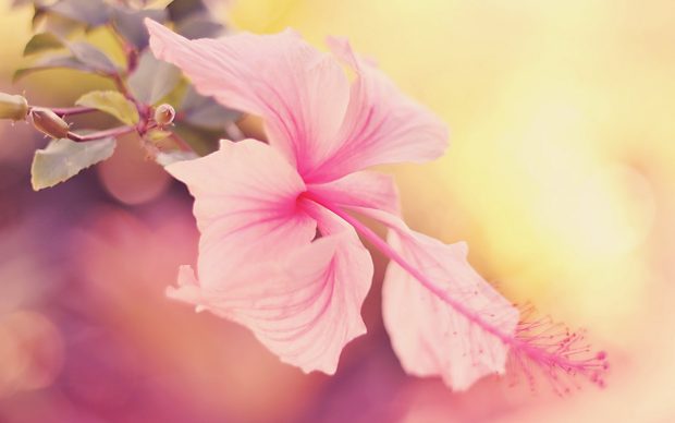 Wonderful hibiscus hd wallpapers.