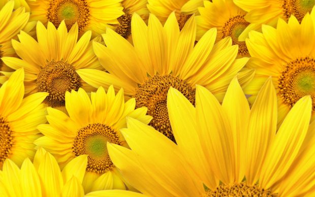 Yellow Sunflower background.
