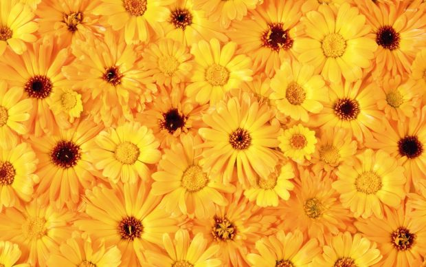 Yellow daisies backgrounds 1920x1200.