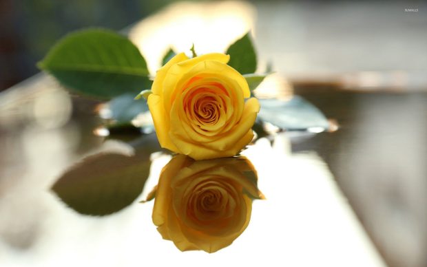 Yellow rose pictures hd wallpapers.