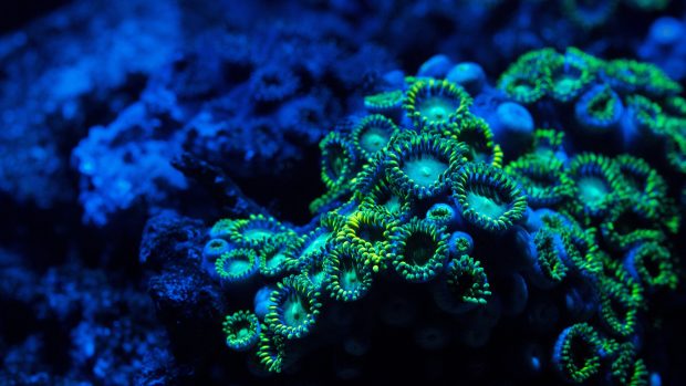 Zoanthids blue coral underwater 1920x1080.