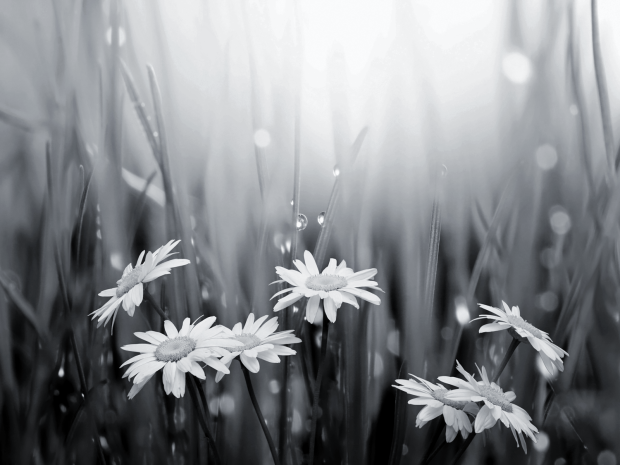black and white flowers wallpaper 1 widescreen wallpaper