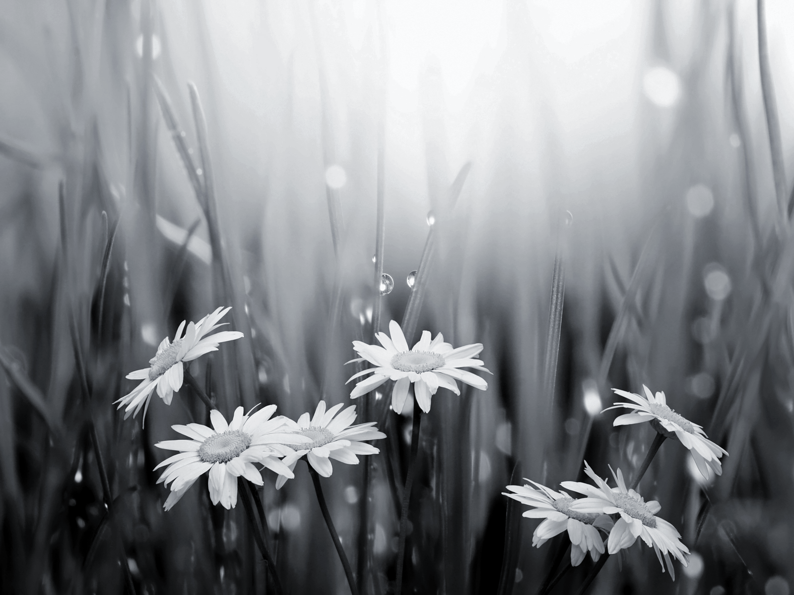  Black  and white  flowers  wallpapers  HD PixelsTalk Net