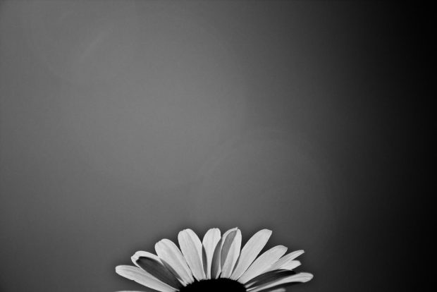 black n white flower wallpaper by luckysam444