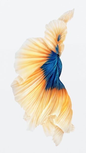 iPhone Fish Gold Wallpaper