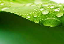 leaf wallpaper download.
