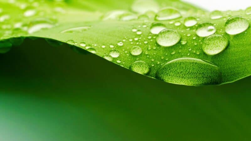 leaf wallpaper download.