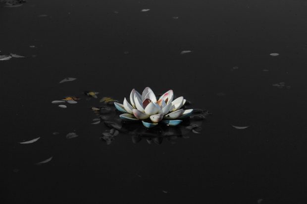 lotus flower black and white photography wallpaper 1